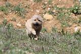 CAIRN TERRIER 109